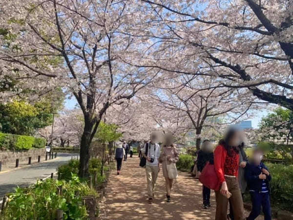 東京23区内の桜の名所！絶対に外さないお花見スポット7選