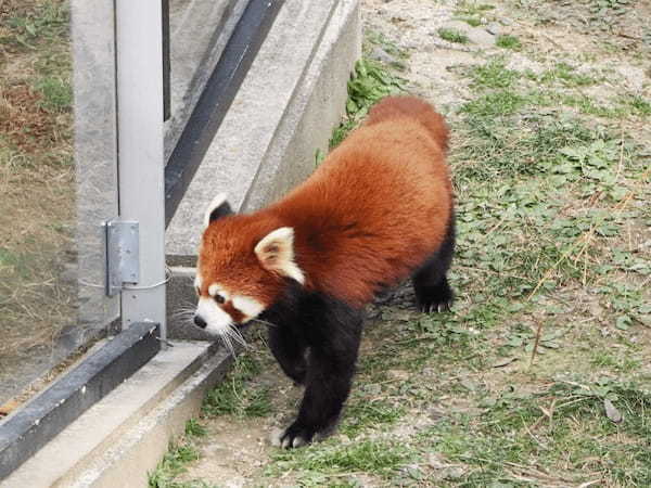 【愛媛】とべ動物園と四国最大級ジップラインで家族皆でマルっと楽しもう！1.jpg