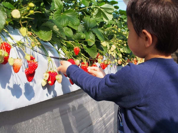 湘南いちご狩りセンターで、真っ赤な宝石を食べつくそう！