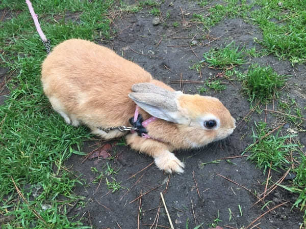 【栃木】車がなくても満喫できる！那須と宇都宮餃子を楽しむ日帰り観光プラン