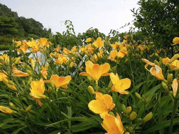 【兵庫】あじさいやラベンダーも！初夏の神戸布引ハーブ園を訪ねよう1.jpg