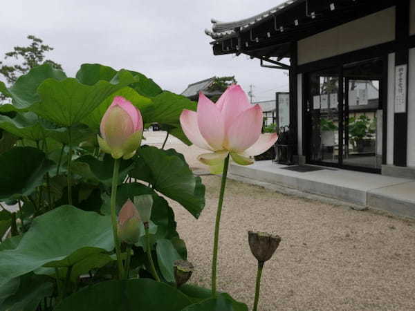 【三重】巨大な建築物に圧倒！夏の蓮も美しい「高田本山専修寺」1.jpg