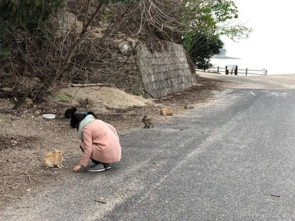 広島・大久野島：世界で唯一！？ウサギ700羽に触り放題～アクセス＆事前注意点～