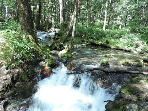 【上高地】美しい自然を大満喫！「かっぱ橋」から「明神池」を散策！