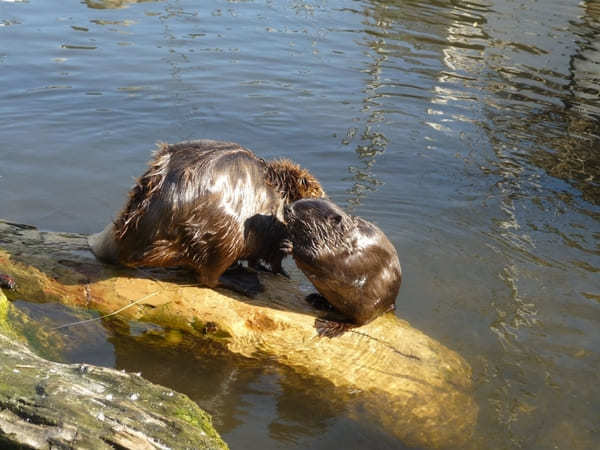 北海道のおすすめ動物園13選！動物に会える人気スポット特集