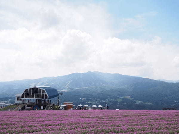 【岐阜】ひるがの高原スキー場の夏と秋は“桃色吐息”が咲くお花畑1.jpg