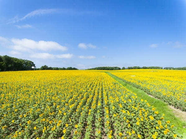 全国のおすすめ花畑85選！一面に絶景が広がる花の名所ガイド