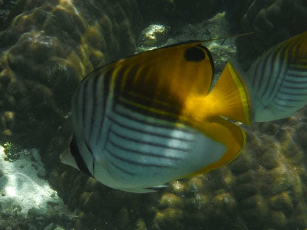 魚の楽園を見にいこう！口コミで大人気の「石垣島・米原ビーチ」