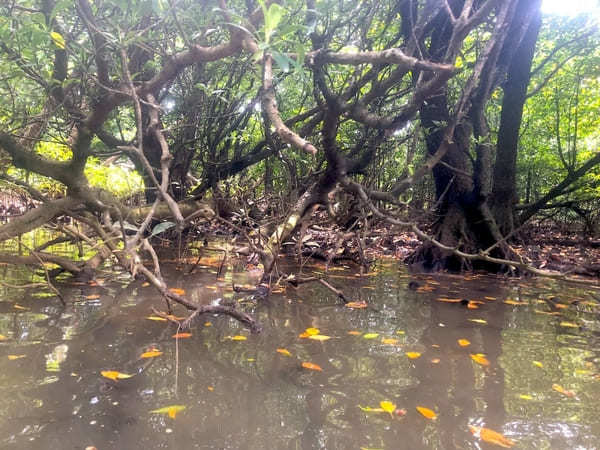  【やまんぐぅ〜】のカヤックツアーで「宮良川のヒルギ林」を冒険！（石垣島）