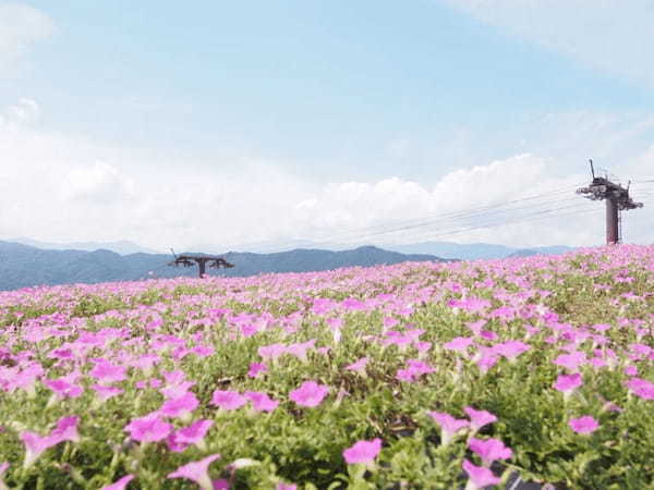 【岐阜】ひるがの高原スキー場の夏と秋は“桃色吐息”が咲くお花畑1.jpg