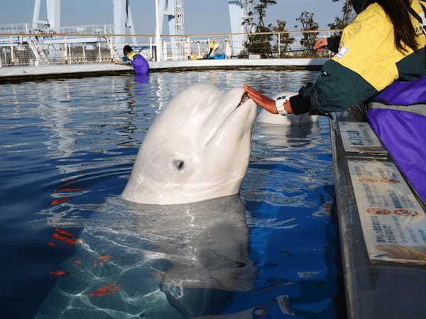 関東の人気水族館TOP17！みんなが行っている水族館ランキング1.jpg