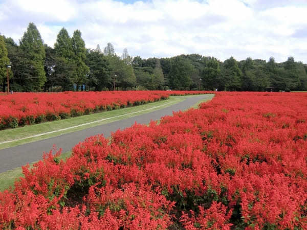 【関東】秋のおすすめ花畑12選！9月・10月・11月に見頃を迎える花の名所ガイド