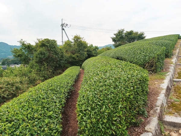 【京都】美しい茶畑が広がる和束町の「和束茶カフェ」に立ち寄ろう