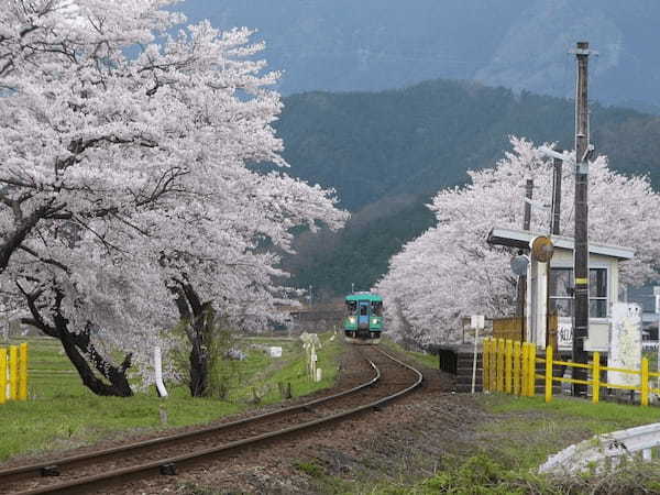 春の国内旅行におすすめの観光地44選！春がベストシーズンの旅先ガイド1.jpg