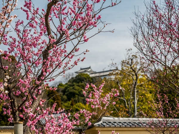 【兵庫県】綺麗な梅が見られるオススメスポット14選！