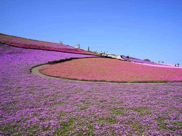 全国のおすすめ花畑85選！一面に絶景が広がる花の名所ガイド