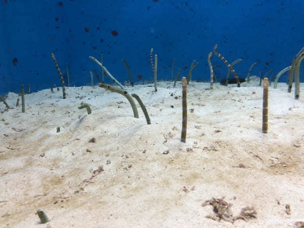 “美ら海の図鑑”ができちゃう！「沖縄美ら海水族館」