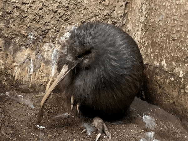 【ここでしか会えない動物たちも！】天王寺動物園でかわいい動物たちに癒される