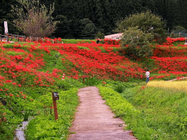 真っ赤に彩られた「簑沢彼岸花公園」と「白河の関跡」をたどる【栃木＆福島】1.jpg