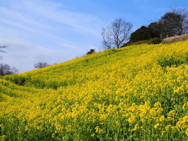 春の国内旅行におすすめの観光地44選！春がベストシーズンの旅先ガイド1.jpg