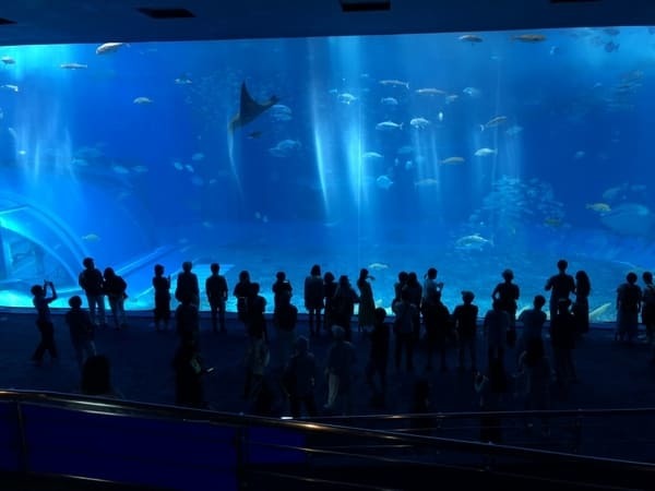 “美ら海の図鑑”ができちゃう！「沖縄美ら海水族館」