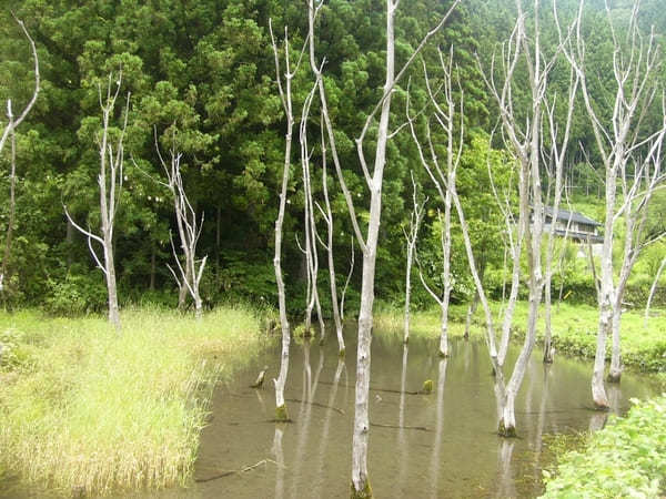 紫陽花ロードを爽快ドライブ！岐阜／板取川