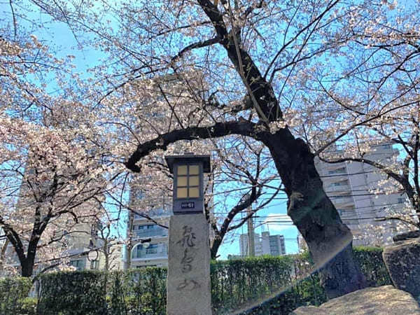 東京23区内の桜の名所！絶対に外さないお花見スポット7選