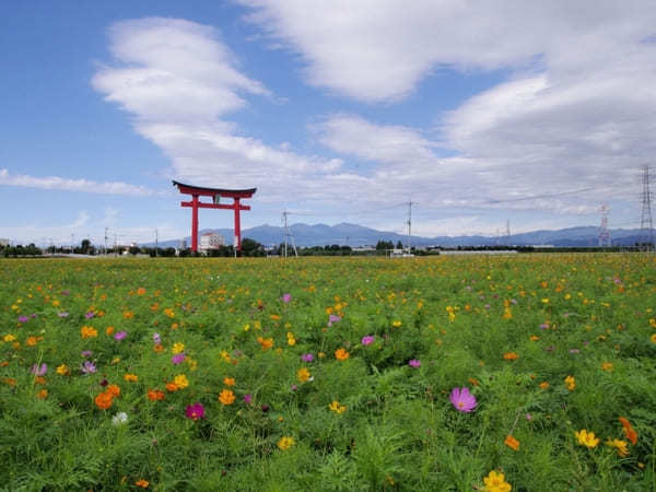 全国のおすすめ花畑85選！一面に絶景が広がる花の名所ガイド