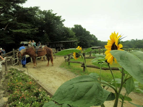 入場無料！家族で遊べる那須高原 南ヶ丘牧場【栃木】