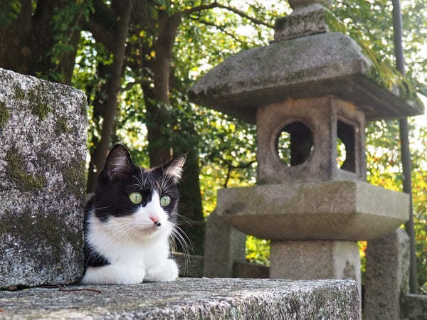 神社にお参りしてはいけない日はいつ？参拝にお勧めの日を解説！