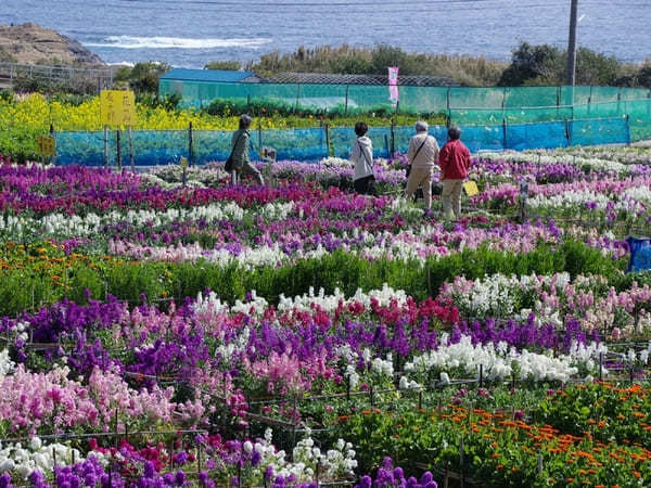 全国のおすすめ花畑85選！一面に絶景が広がる花の名所ガイド