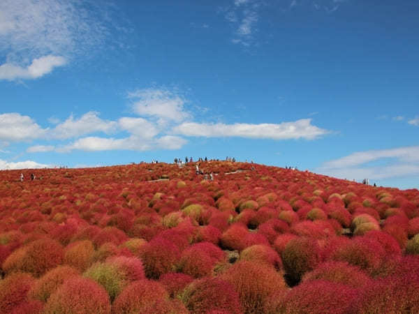 【関東】秋のおすすめ花畑12選！9月・10月・11月に見頃を迎える花の名所ガイド