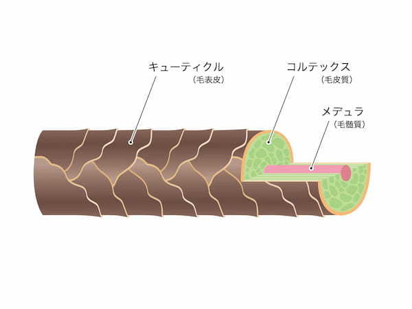 髪がゴワゴワする5つの原因！改善方法も解説！【必見】