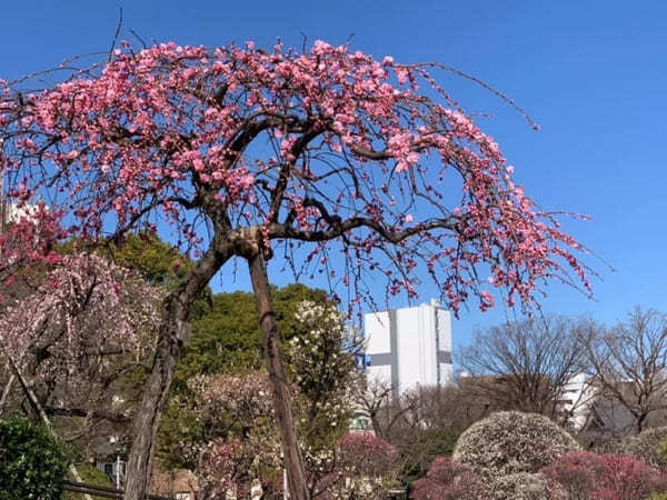 春の訪れを感じさせる！東京23区内でおすすめの梅の名所8選