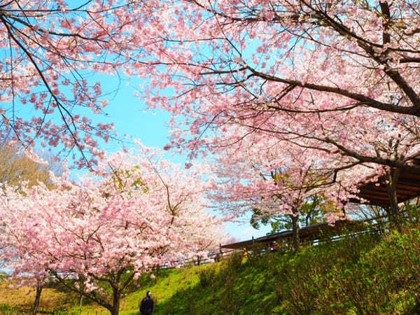 【香川】春らんまん♪讃岐まんのう公園で一面に咲く春の花を楽しもう！