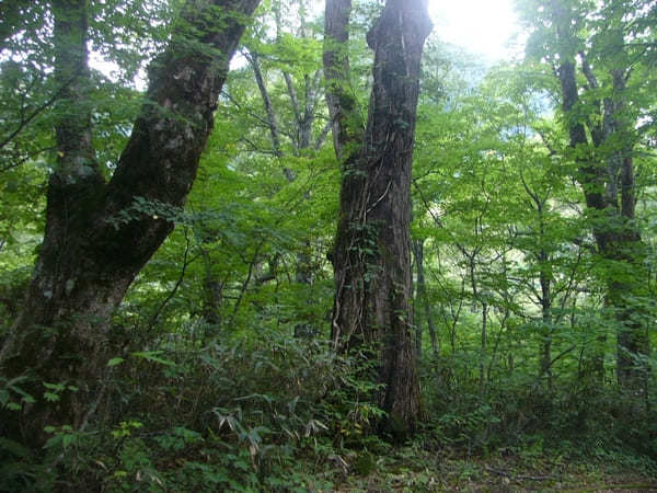 世界遺産の町、岐阜県白川村に出掛けてみよう！