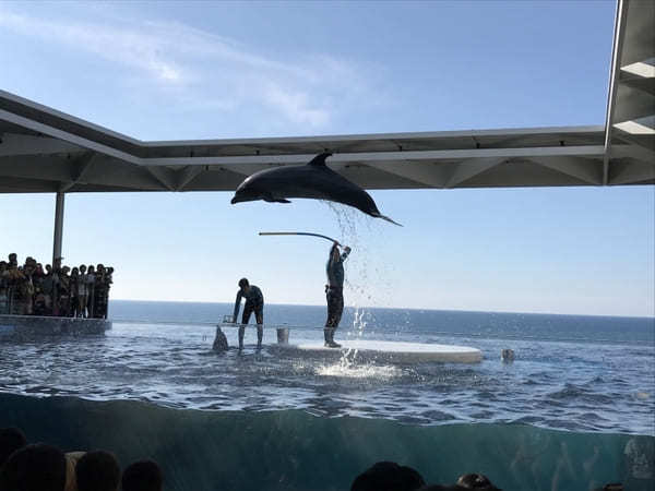 新潟の人気水族館TOP5！県内の水族館・展示施設ランキング