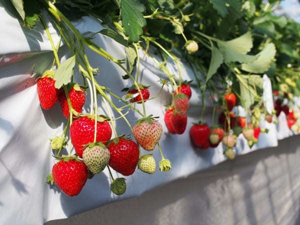 湘南いちご狩りセンターで、真っ赤な宝石を食べつくそう！