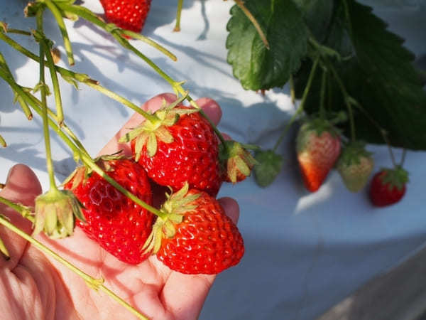 湘南いちご狩りセンターで、真っ赤な宝石を食べつくそう！