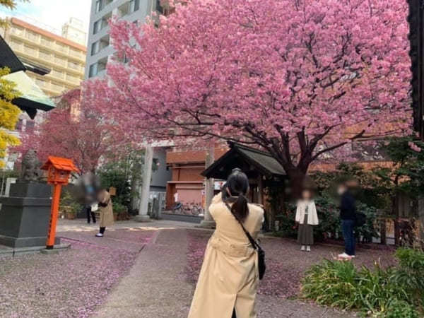 早春の都内で一番美しい神社？ミモザと早咲き桜が彩る蔵前神社へ【台東区】