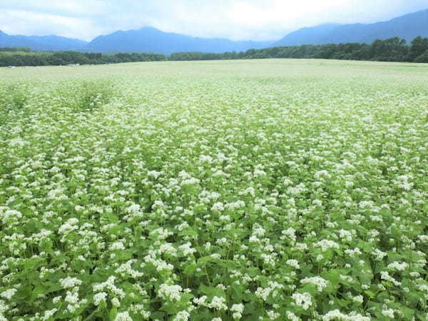 【福島下郷町】山奥に突如出現する絶景！そば畑の白い絨毯1.jpg