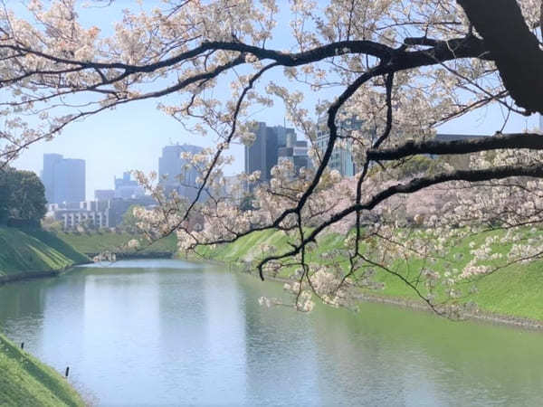 東京23区内の桜の名所！絶対に外さないお花見スポット7選