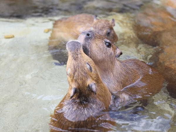 【2021年版】全国の人気動物園TOP19！みんなが行った動物園ランキング1.jpg