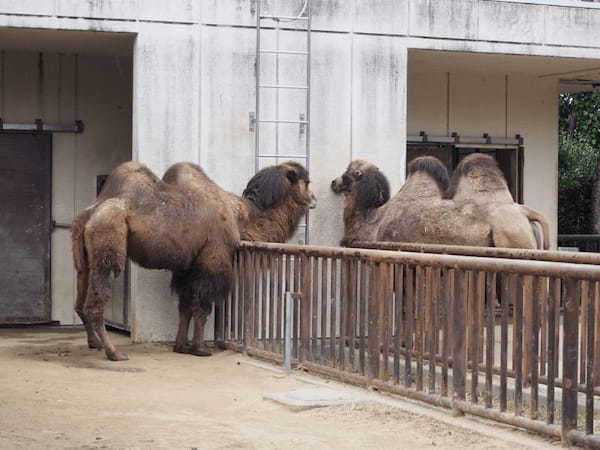 【愛媛】とべ動物園と四国最大級ジップラインで家族皆でマルっと楽しもう！1.jpg