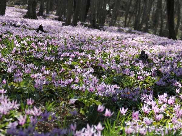 全国のおすすめ花畑85選！一面に絶景が広がる花の名所ガイド