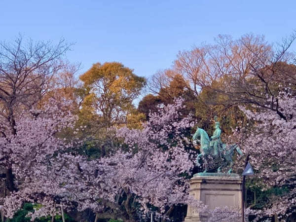 東京23区内の桜の名所！絶対に外さないお花見スポット7選