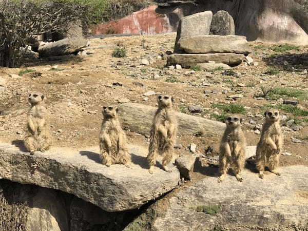 九州の人気動物園TOP10！みんなが行っている動物園ランキング1.jpg