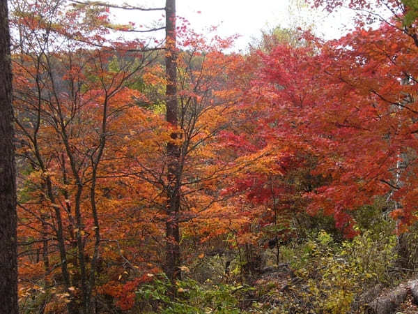 信州の指折り紅葉スポット「横谷渓谷」に出掛けよう！