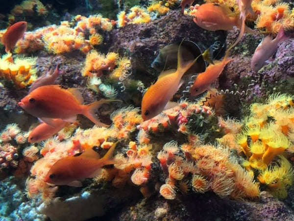 江の島・鎌倉フリーパスでお得に観光♪日帰り旅徹底ガイド【江の島編】