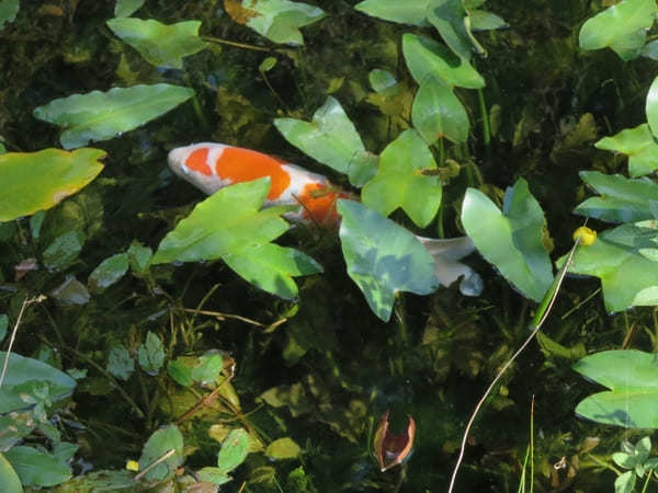 【岐阜】モネの池のニューフェイス！「 ハートの鯉」を見つけると恋愛運アップ！？新名物も♪